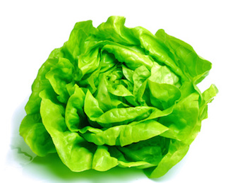 Bibb Lettuce